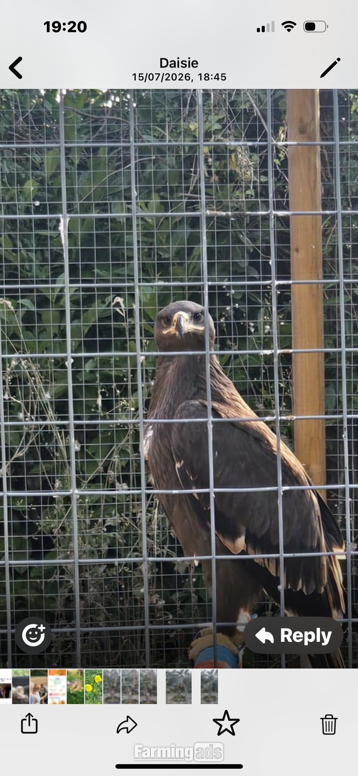 Steppes eagle 10 weeks old  - {CATEGORY}