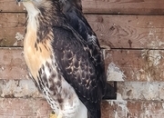 Breeding Pair Redtails