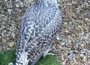 White Male P/R pure GYR Falcon 2026