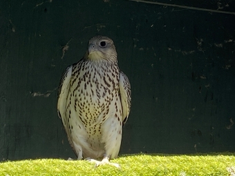 White Male P/R pure GYR Falcon 2026