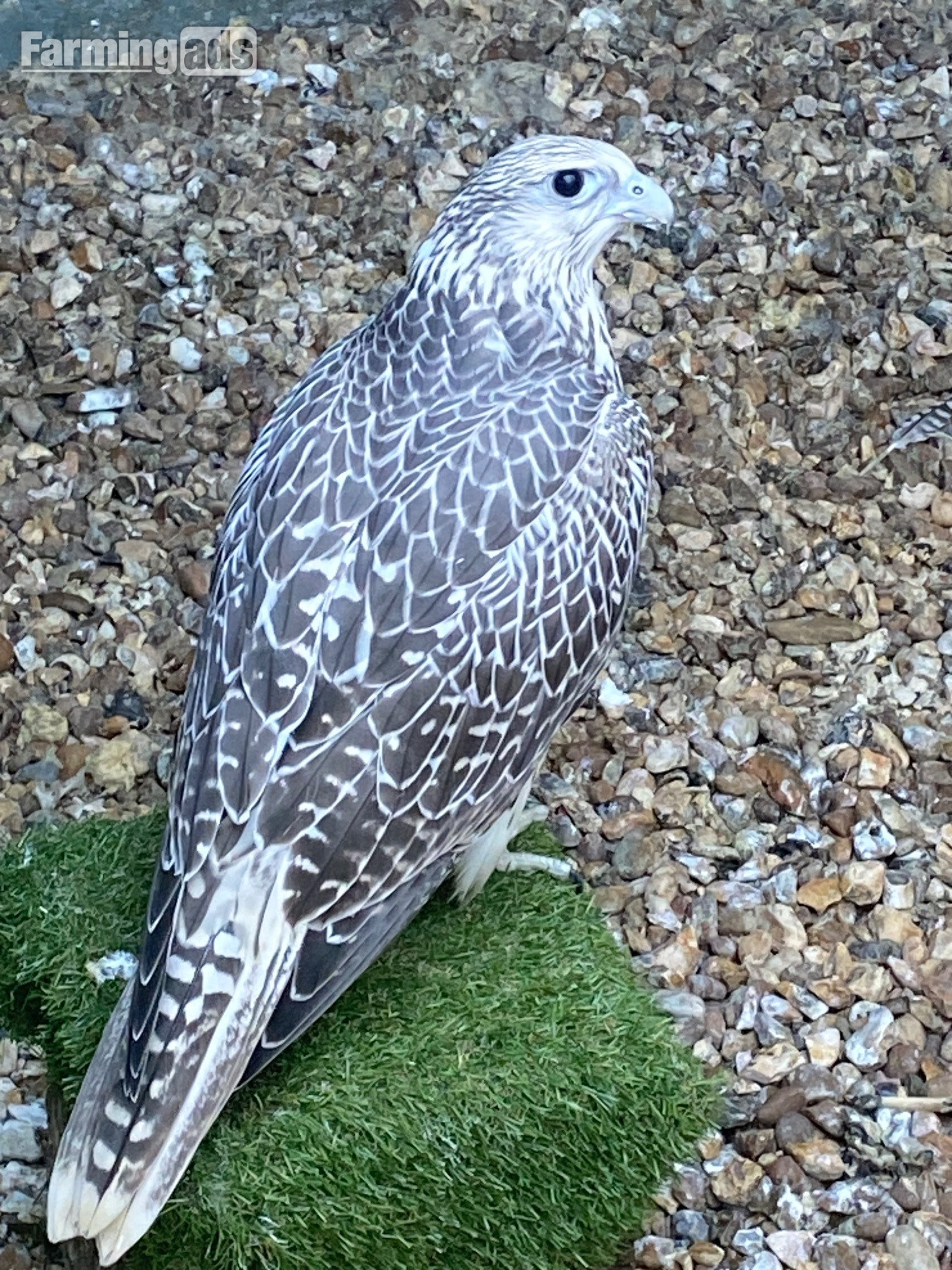 White Male P/R pure GYR Falcon 2026