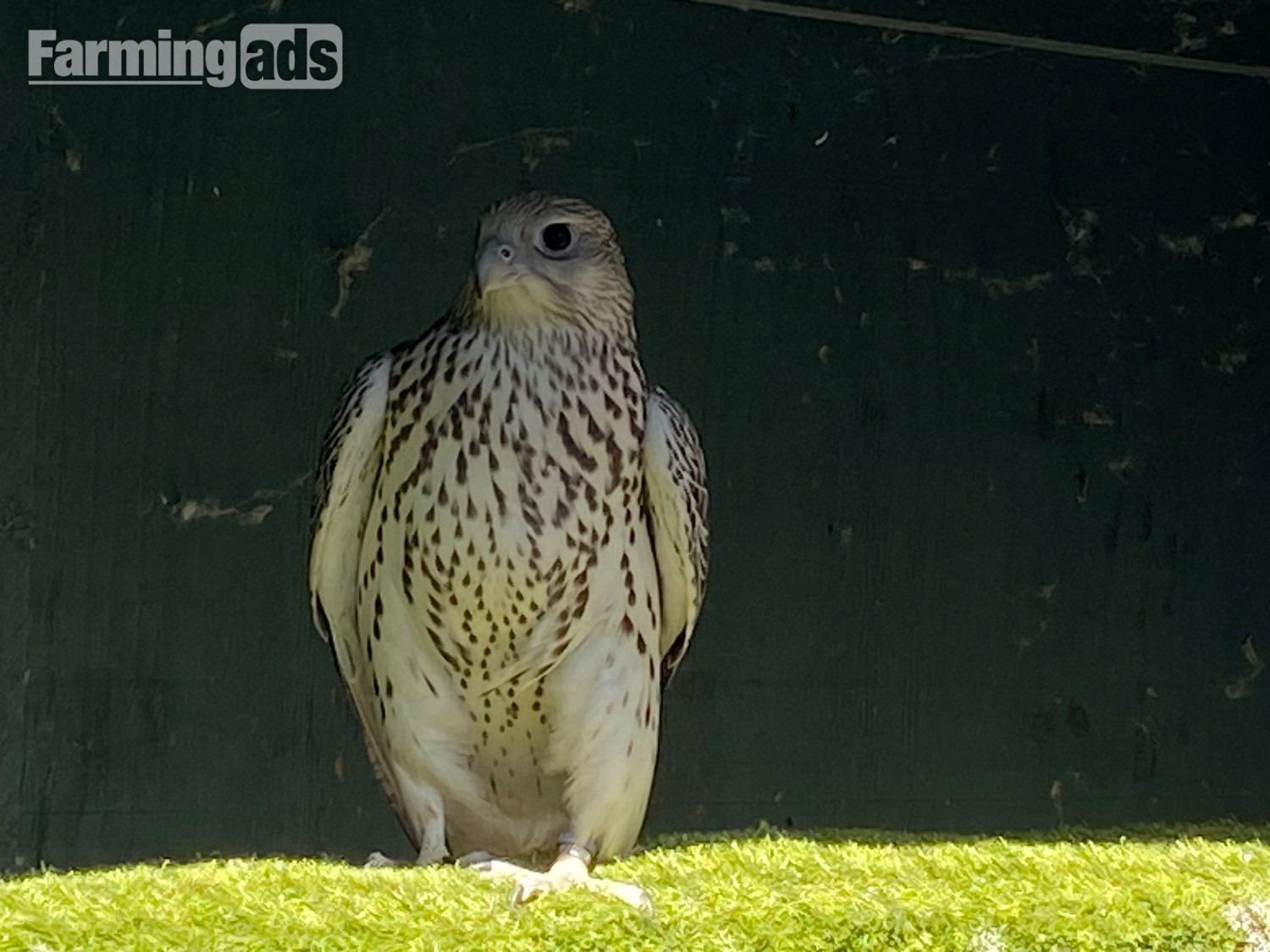White Male P/R pure GYR Falcon 2026