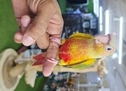 Baby Hand Reared Conures available