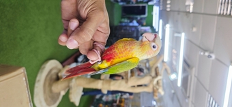 Baby Hand Reared Conures available