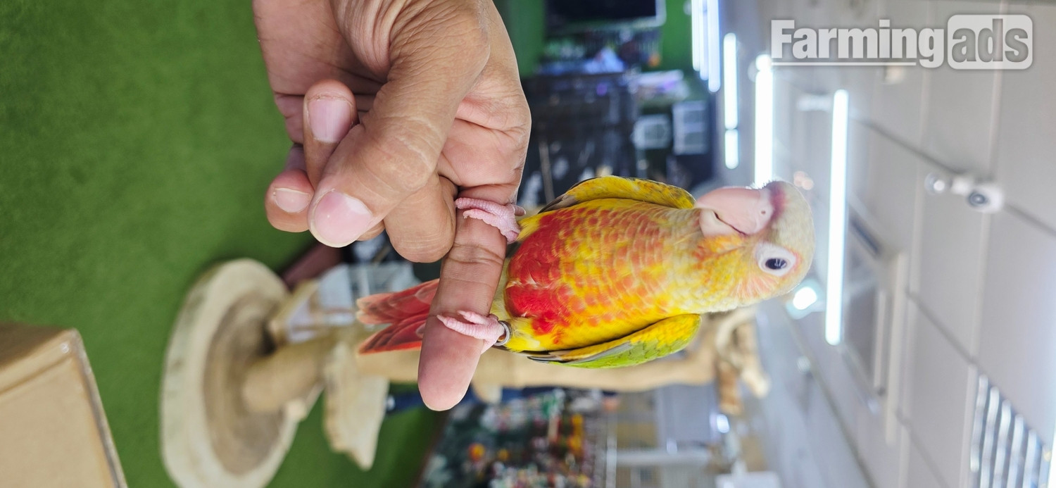 Baby Hand Reared Conures available