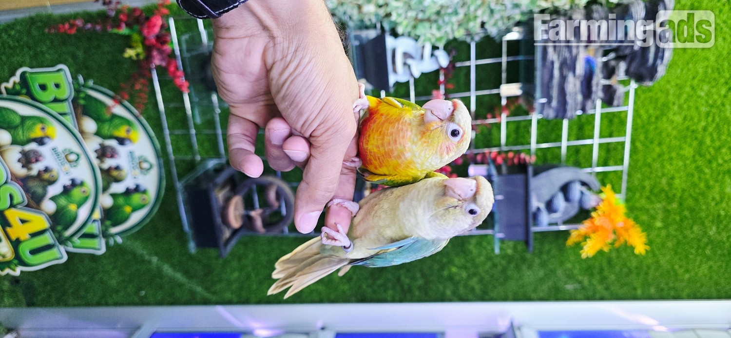 Baby Hand Reared Conures available