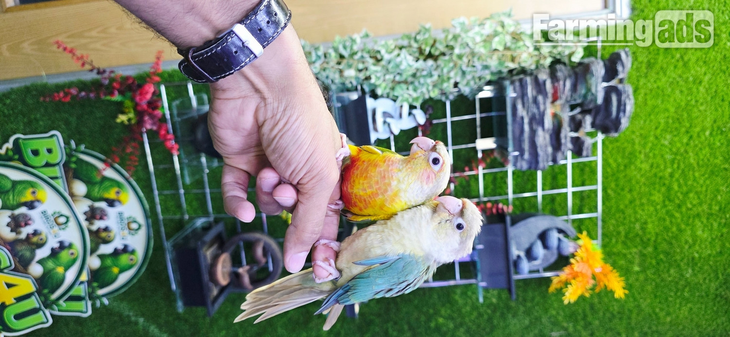  Baby Hand Reared Conures available