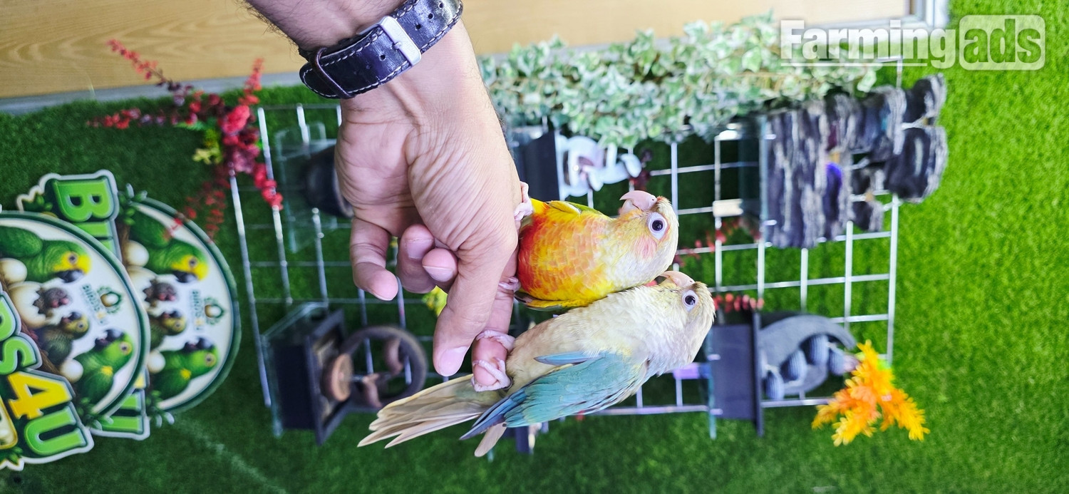 Baby Hand Reared Conures available - {CATEGORY}
