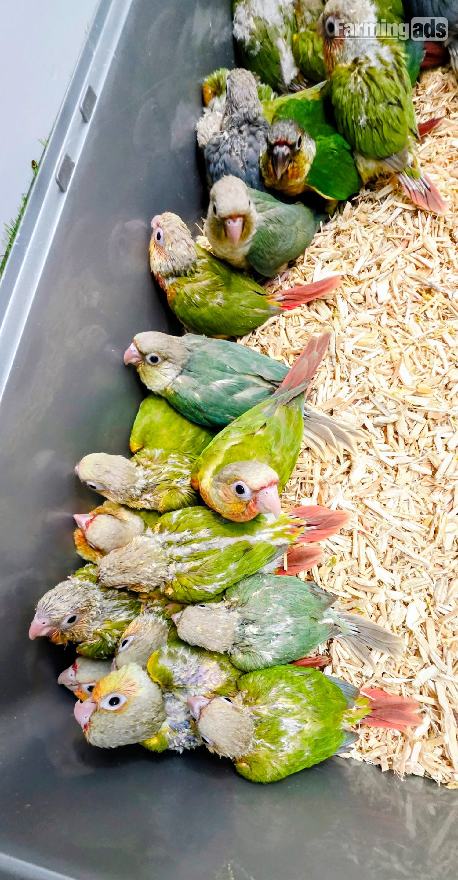 Baby Hand Reared Conures available - {CATEGORY}