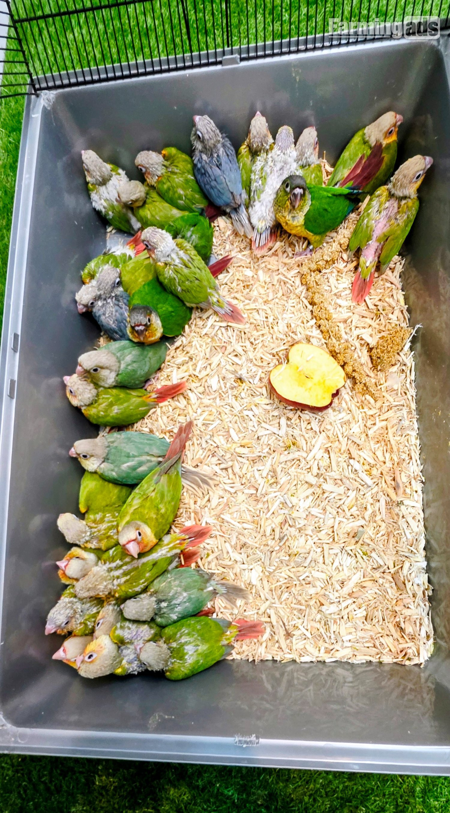 Baby Hand Reared Conures available 