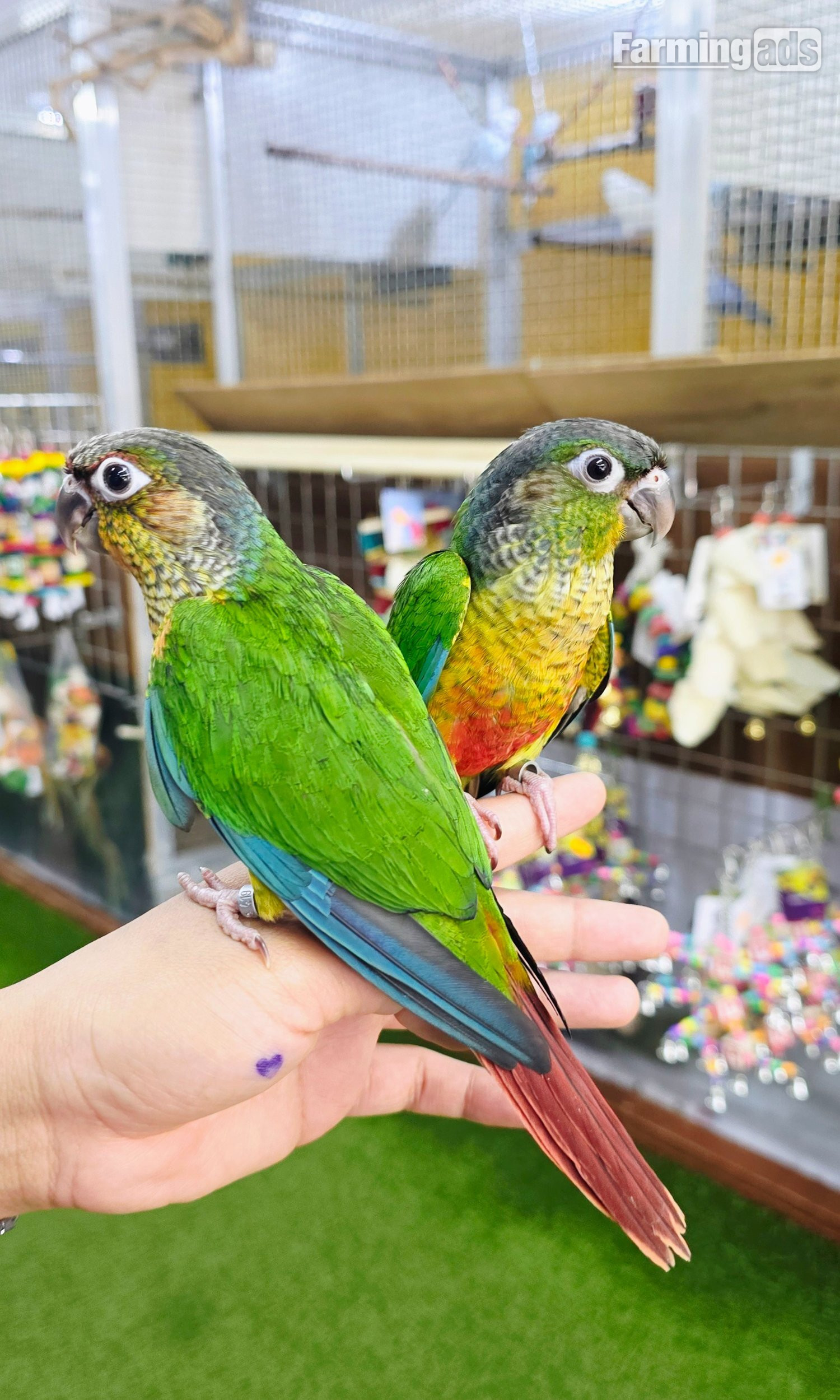 {CATEGORY} - Baby Hand Reared Conures available
