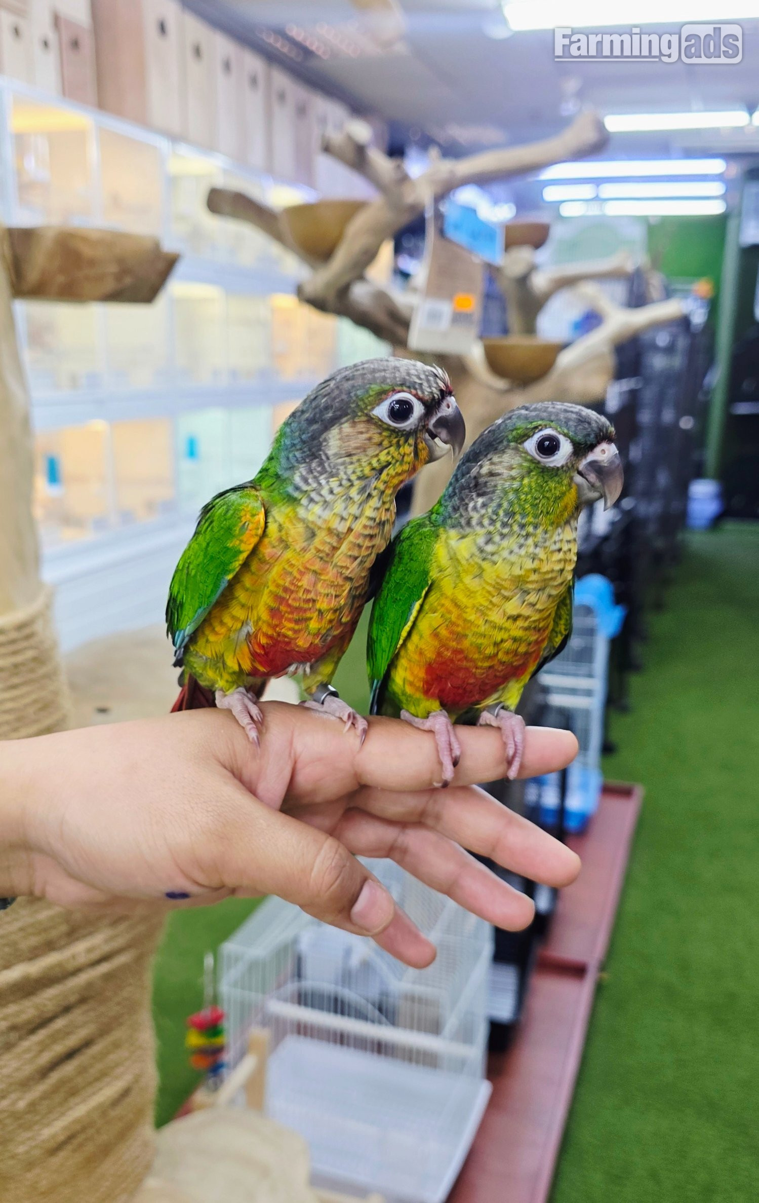 {CATEGORY} - Baby Hand Reared Conures available