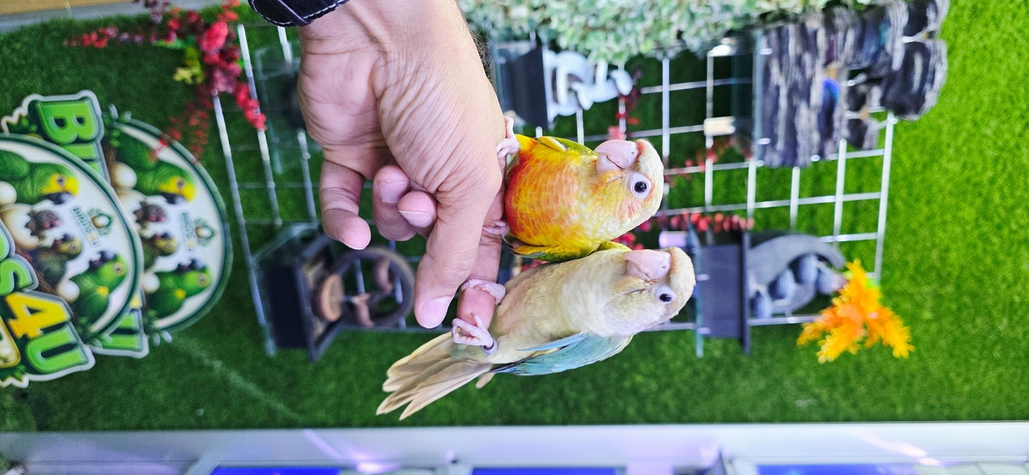 Baby Hand Reared Conures available