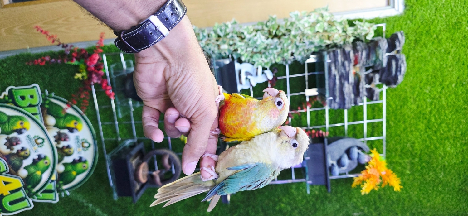  Baby Hand Reared Conures available