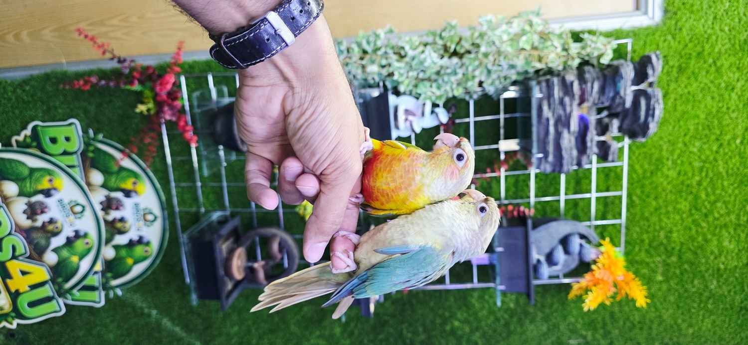 Baby Hand Reared Conures available - {CATEGORY}
