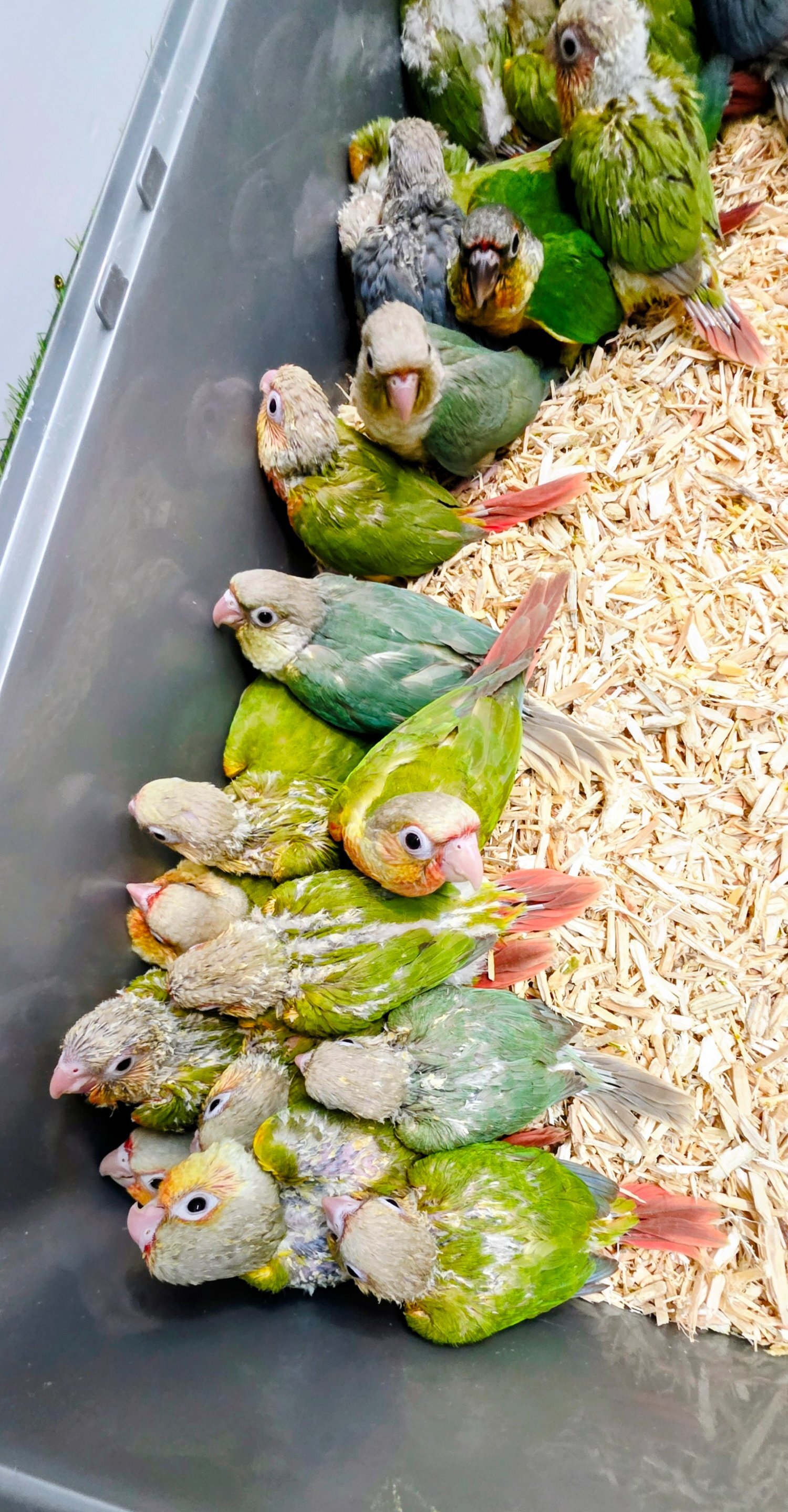 Baby Hand Reared Conures available - {CATEGORY}