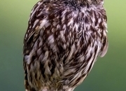 Little owl pairs and females