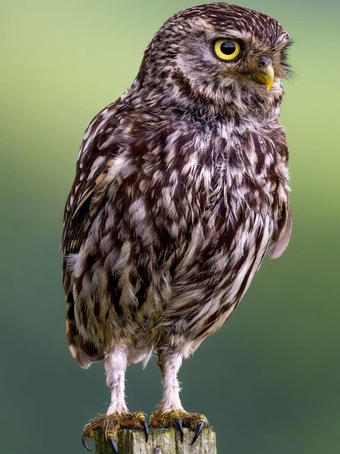 Little owl pairs and females