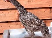 Pair of shamo pullets 