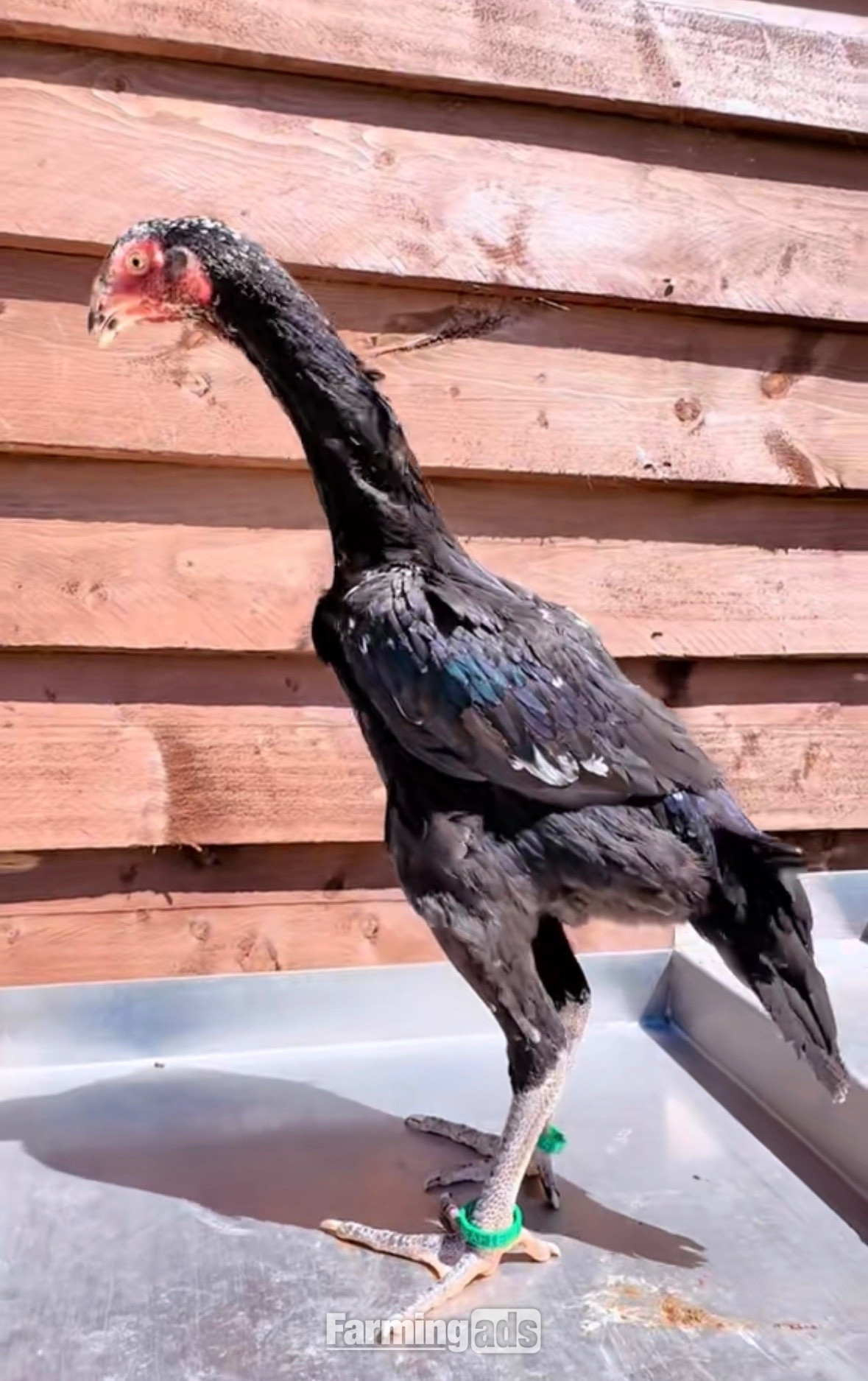 Pair of shamo pullets 