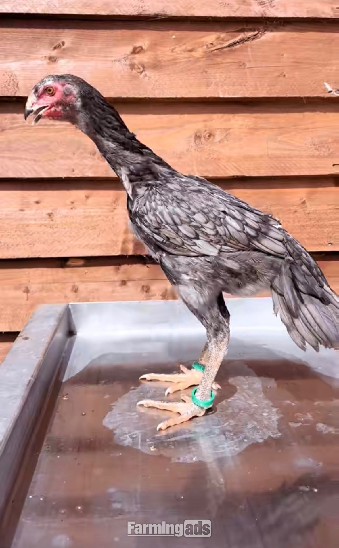  Pair of shamo pullets 