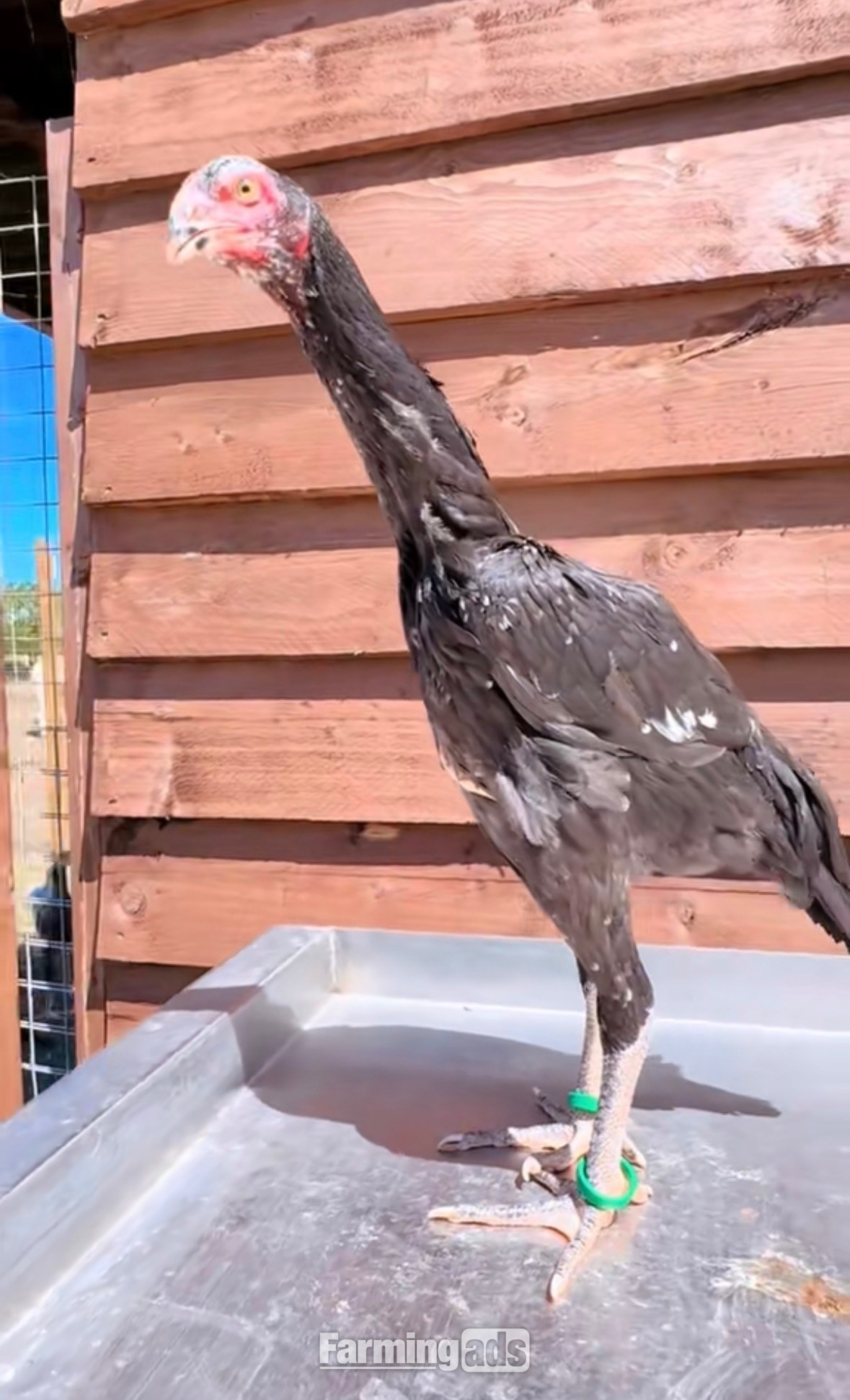 Pair of shamo pullets  - {CATEGORY}