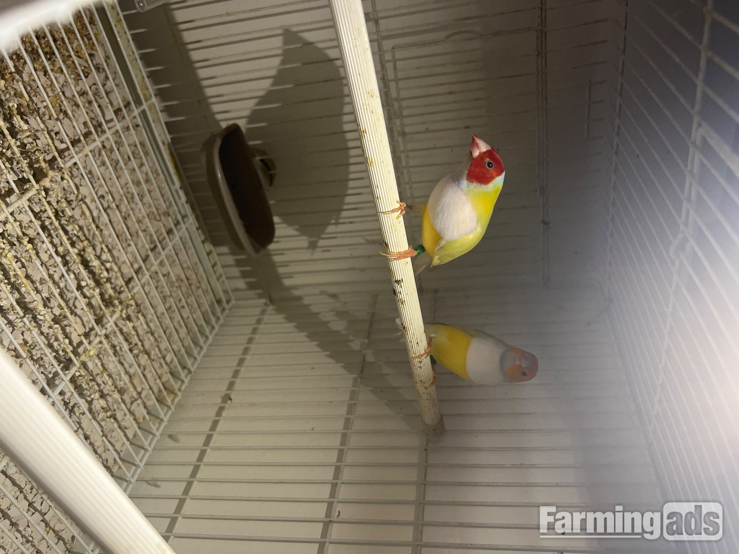 Yellow goldians breading pair 