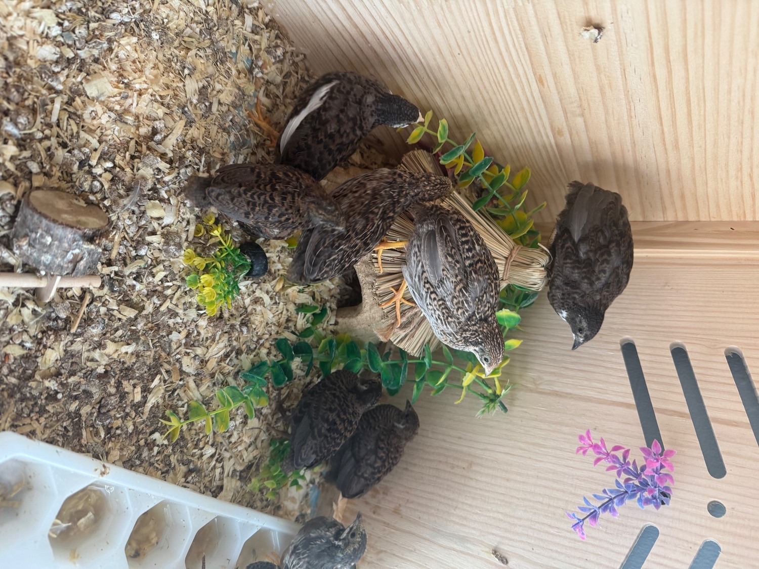 Chinese painted button quail various ages 