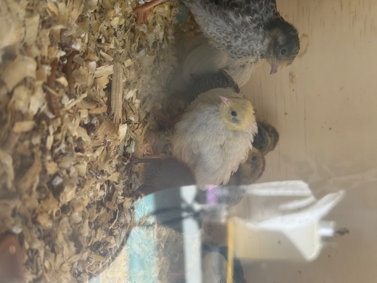  Chinese painted button quail various ages 