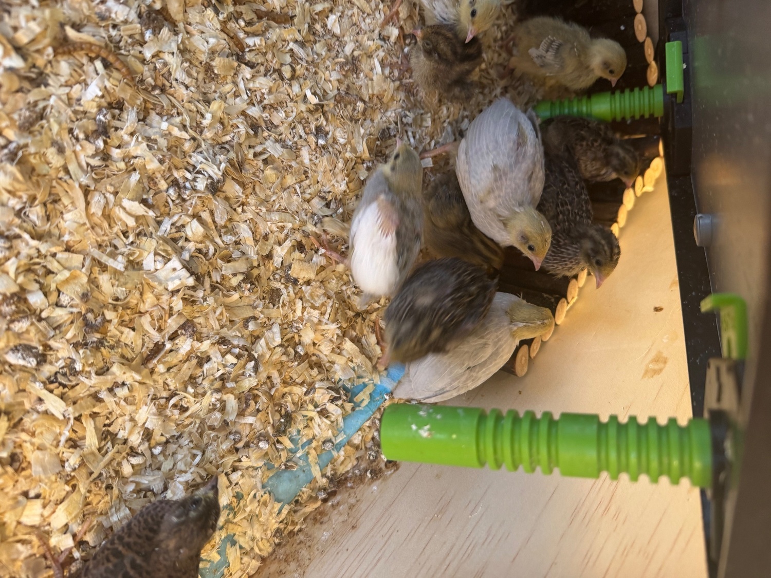 Chinese painted button quail various ages  - {CATEGORY}