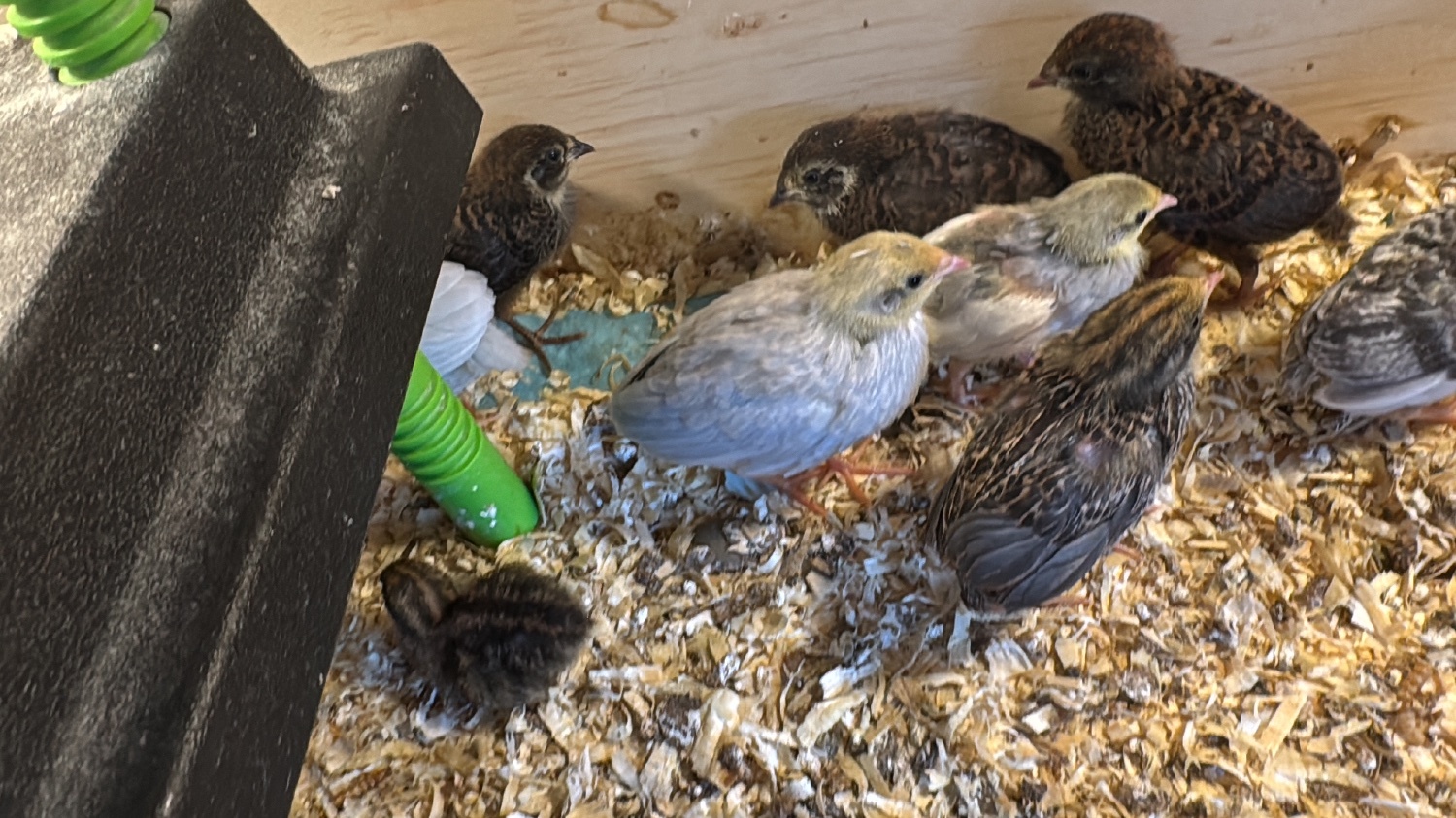 Chinese painted button quail various ages  - {CATEGORY}