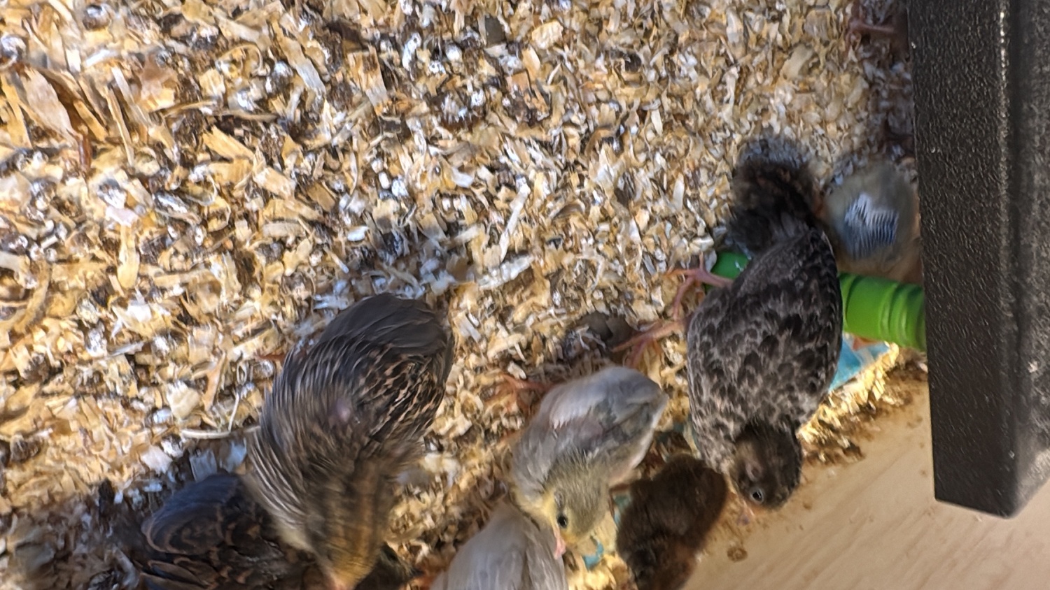 Chinese painted button quail various ages  
