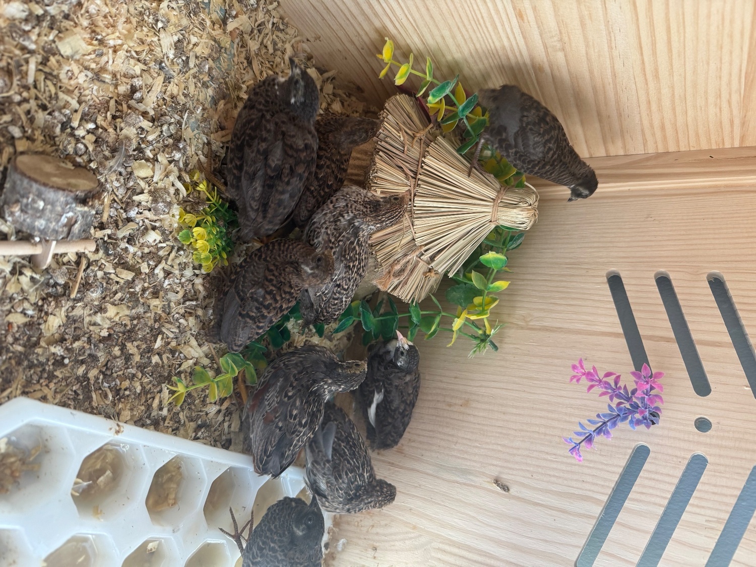 {CATEGORY} - Chinese painted button quail various ages 