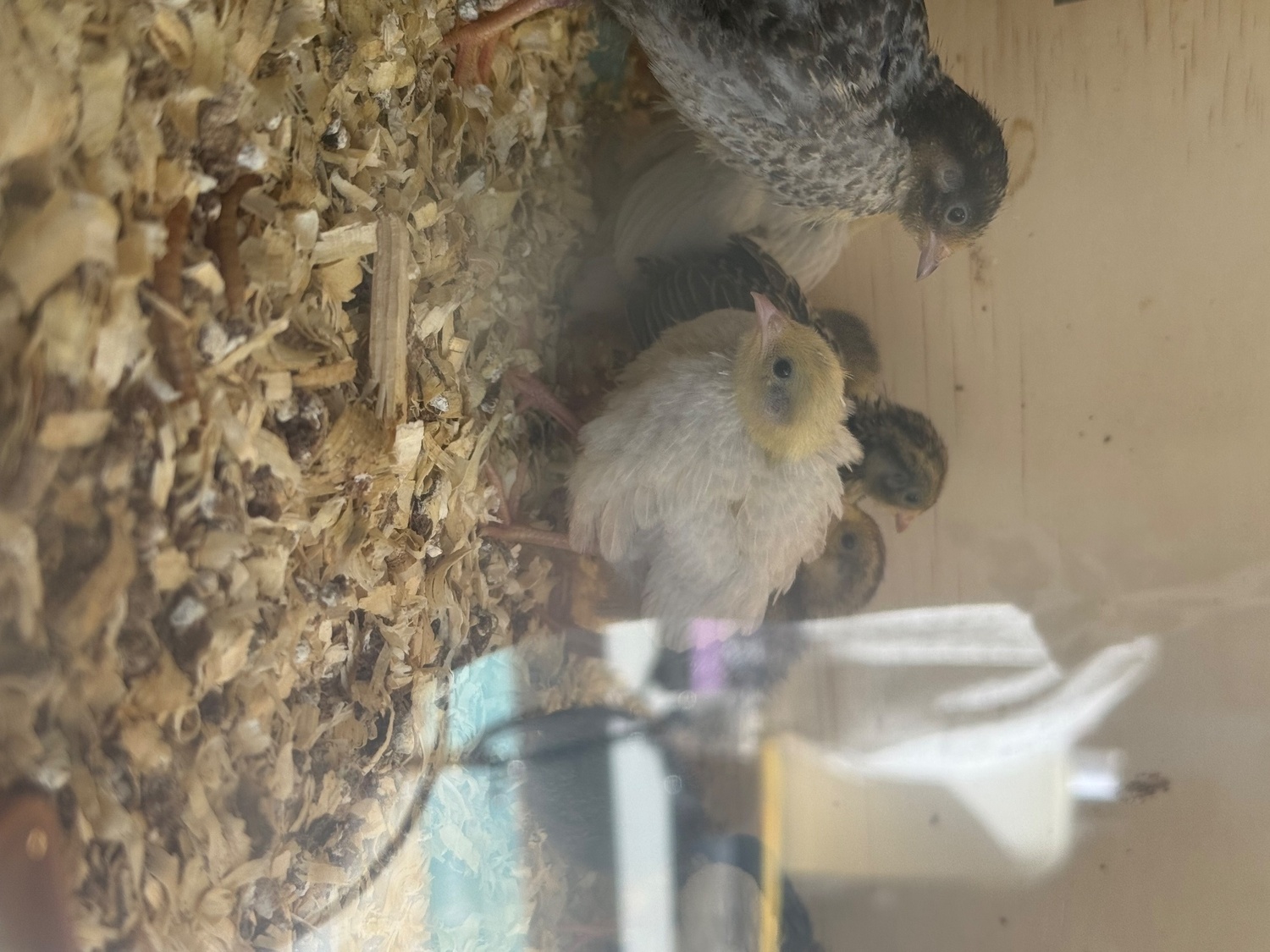 {CATEGORY} - Chinese painted button quail various ages 