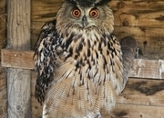 Male Eurasion Eagle owl  5 years old