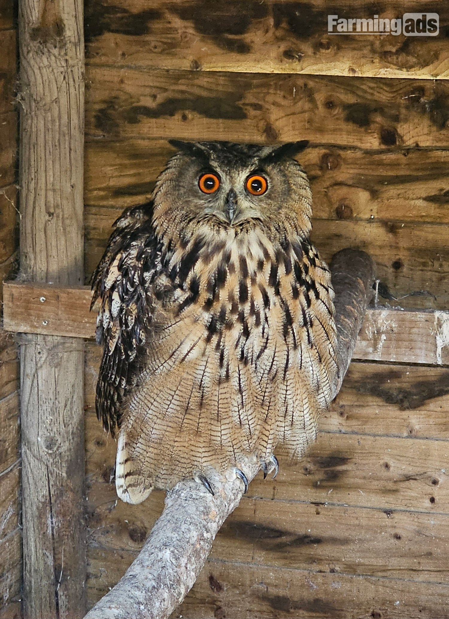 Male Eurasion Eagle owl  5 years old