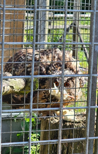 Male Eurasion Eagle owl  5 years old