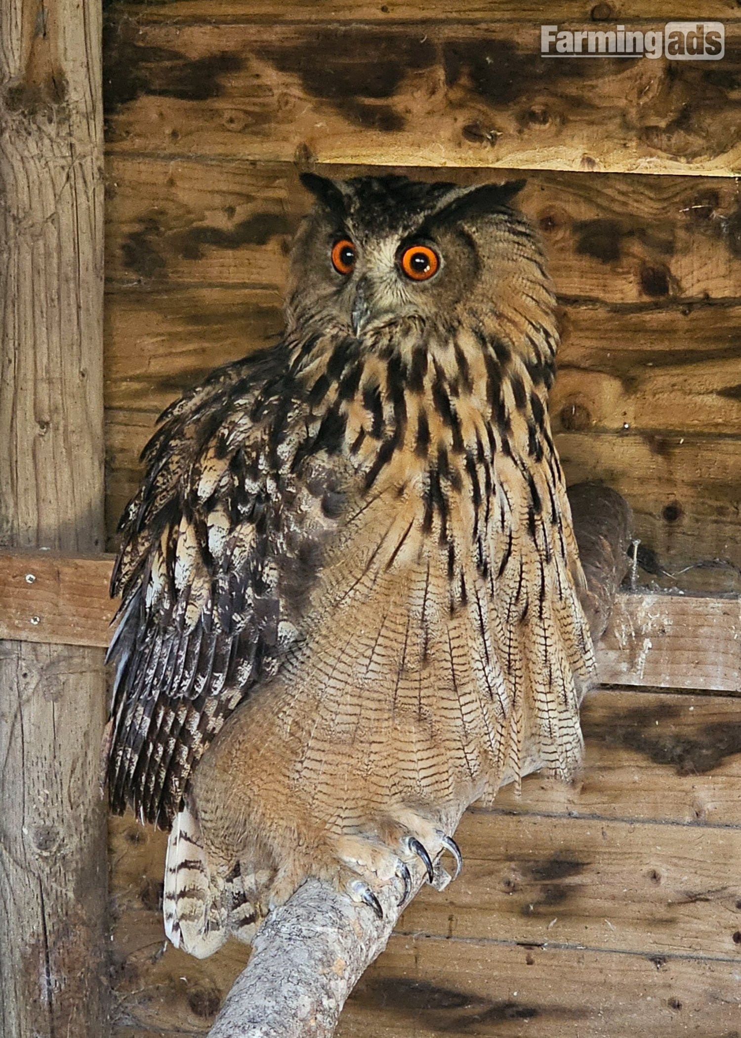 Male Eurasion Eagle owl  5 years old