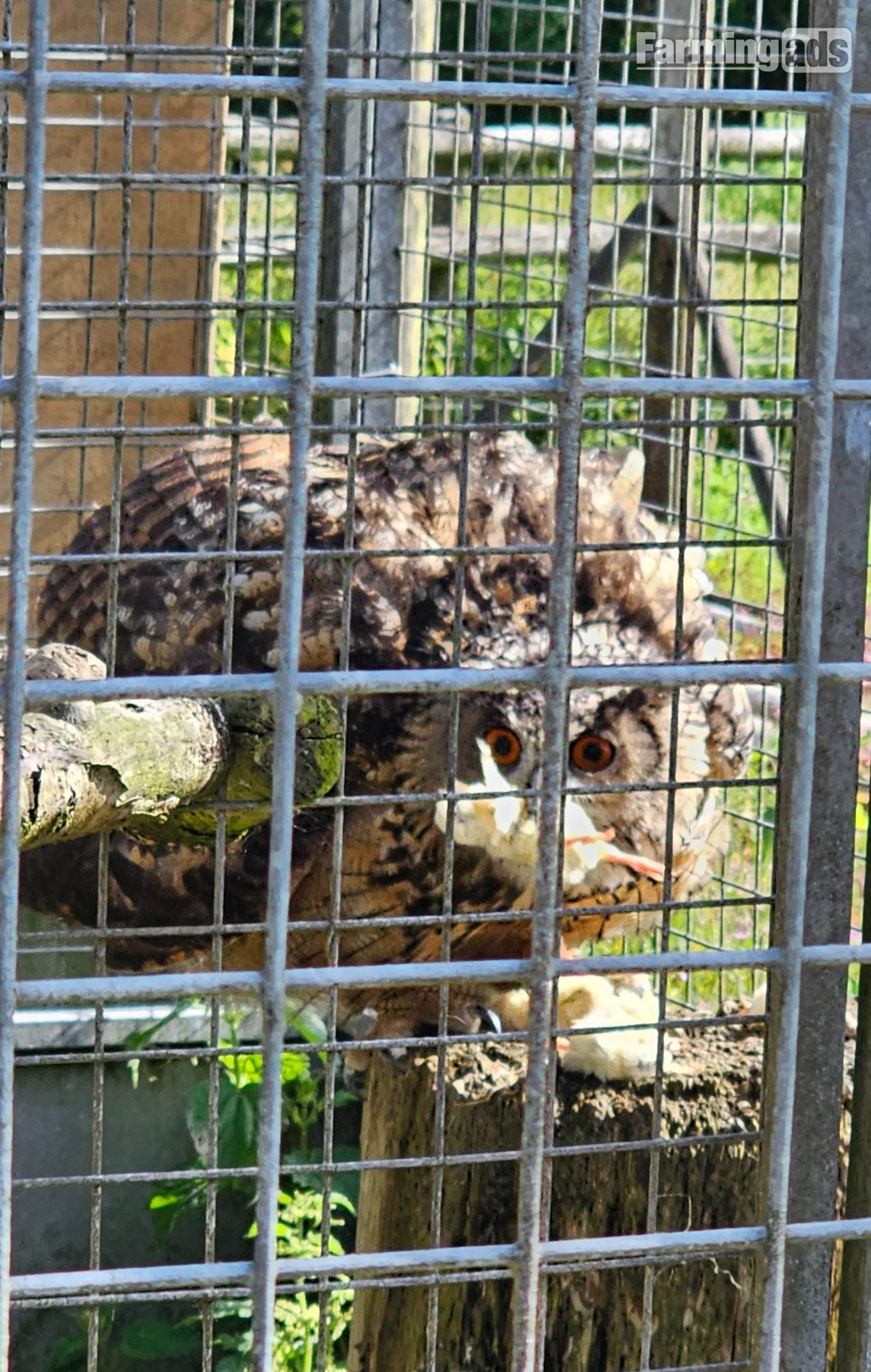  Male Eurasion Eagle owl  5 years old