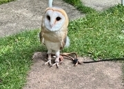 1 year old, tame female barn owl