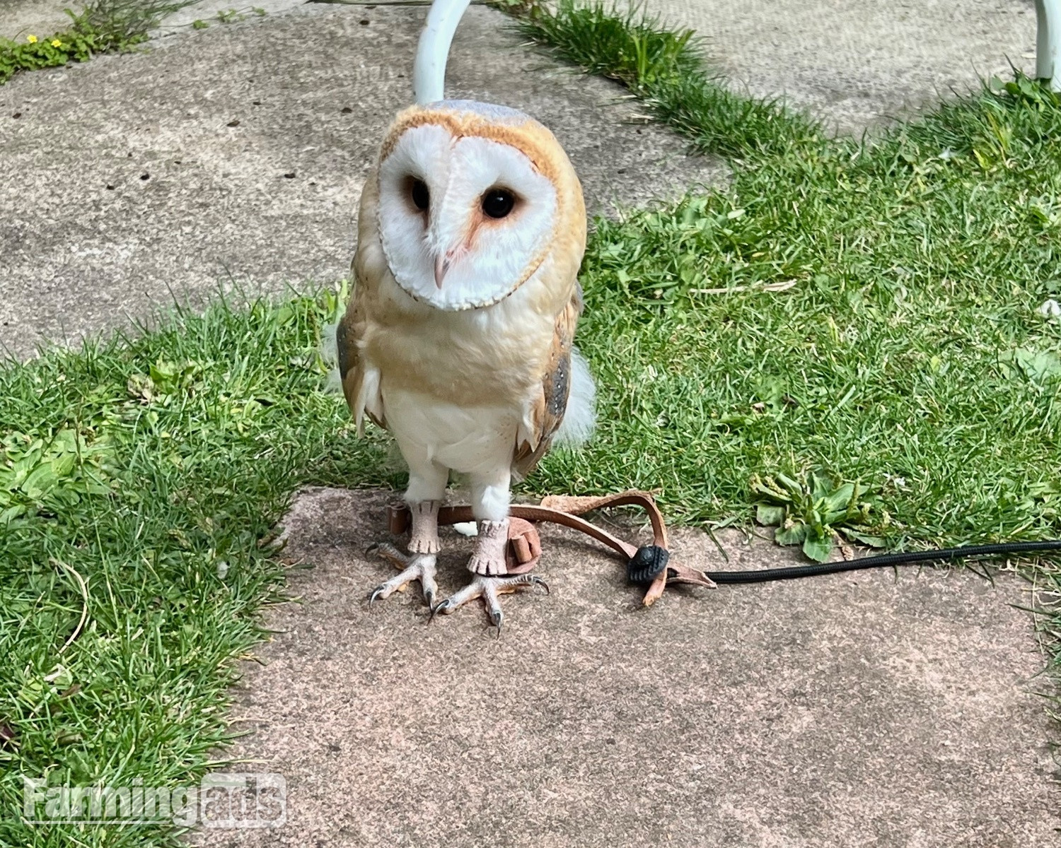 1 year old, tame female barn owl