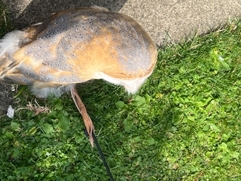 1 year old, tame female barn owl