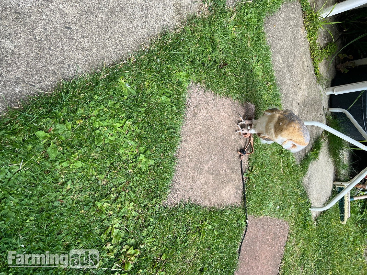 1 year old, tame female barn owl