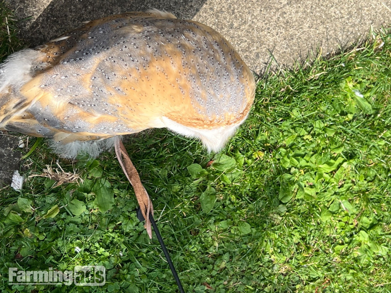 1 year old, tame female barn owl