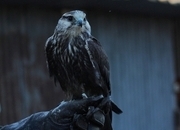 Lugger falcon can fly but has some birth issues with toes fly (1 year old)