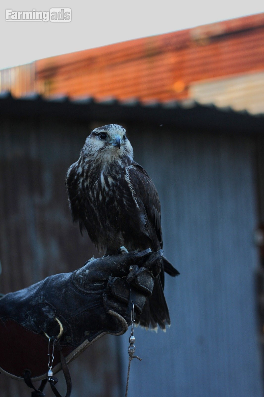 Lugger falcon can fly but has some birth issues with toes fly (1 year old)