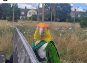 Beautiful Caique Parrot for Sale – Includes Cage