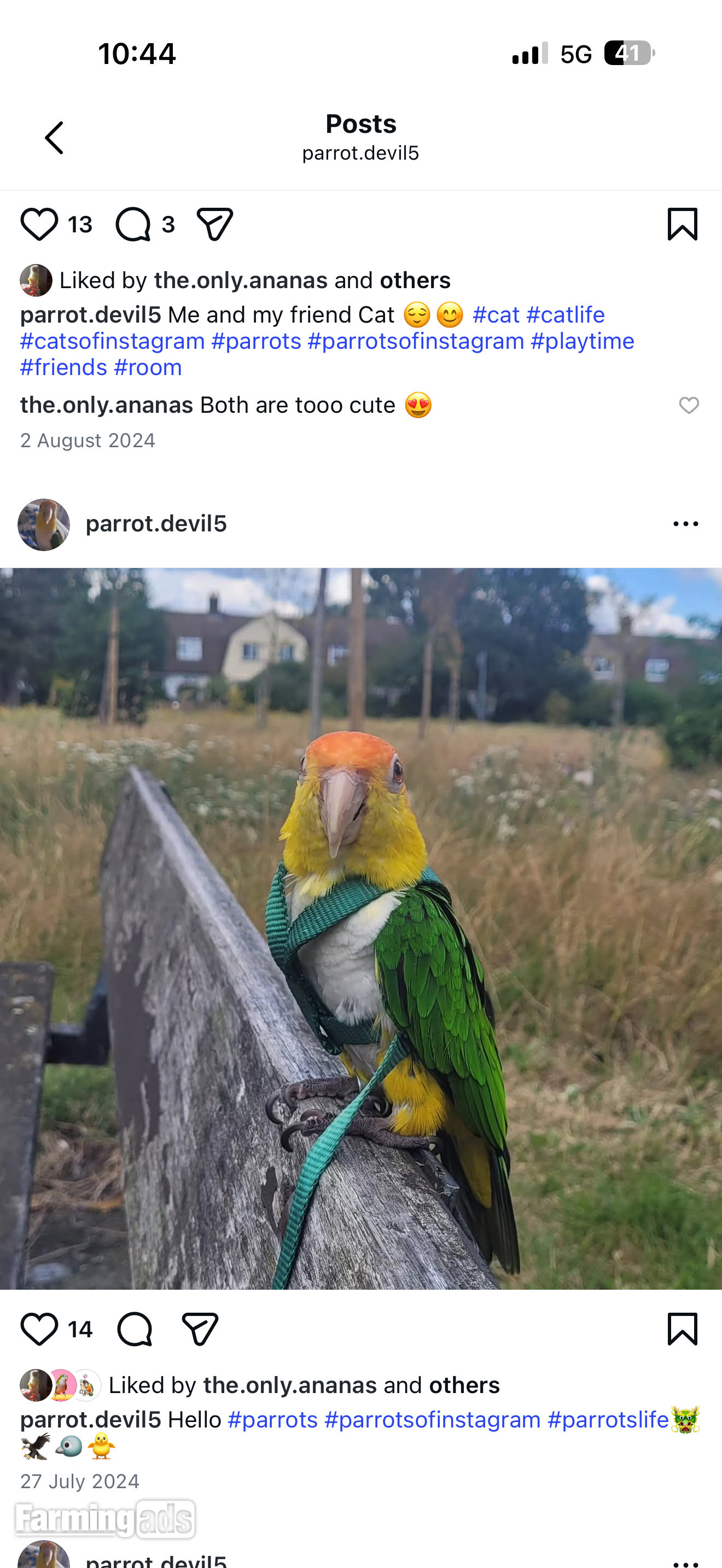 Beautiful Caique Parrot for Sale – Includes Cage