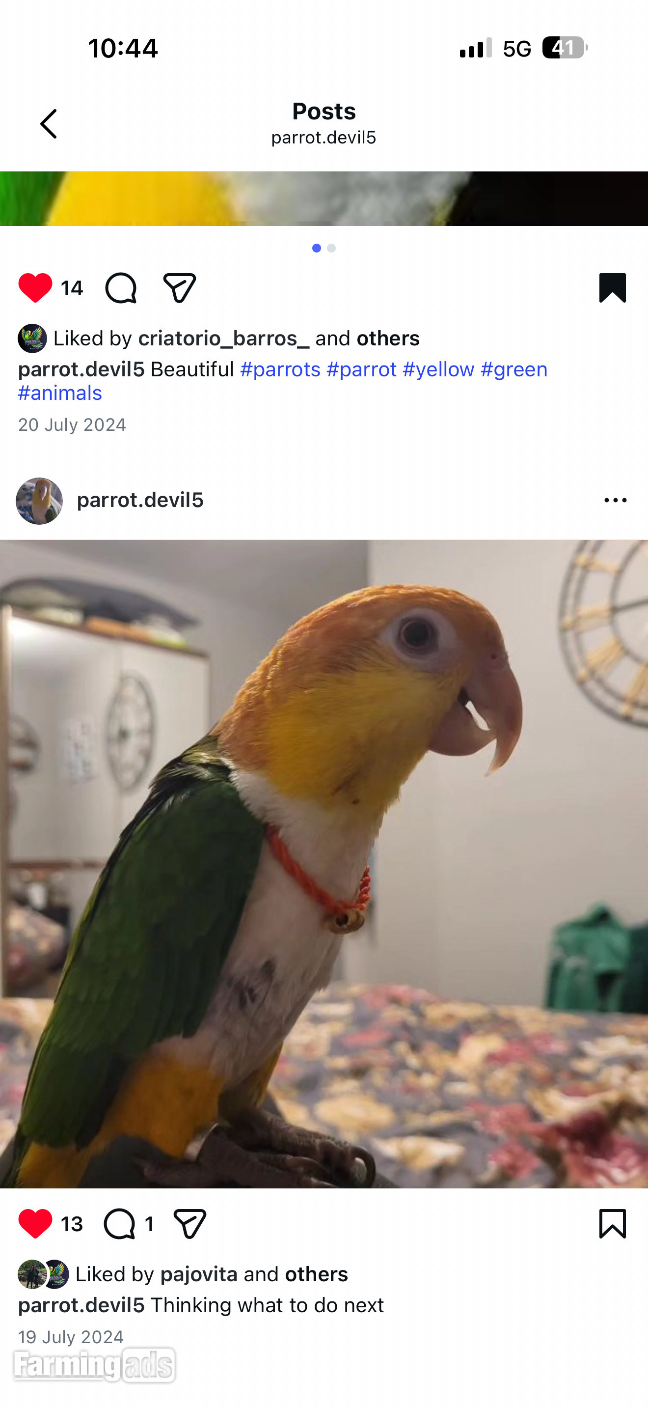 Beautiful Caique Parrot for Sale – Includes Cage