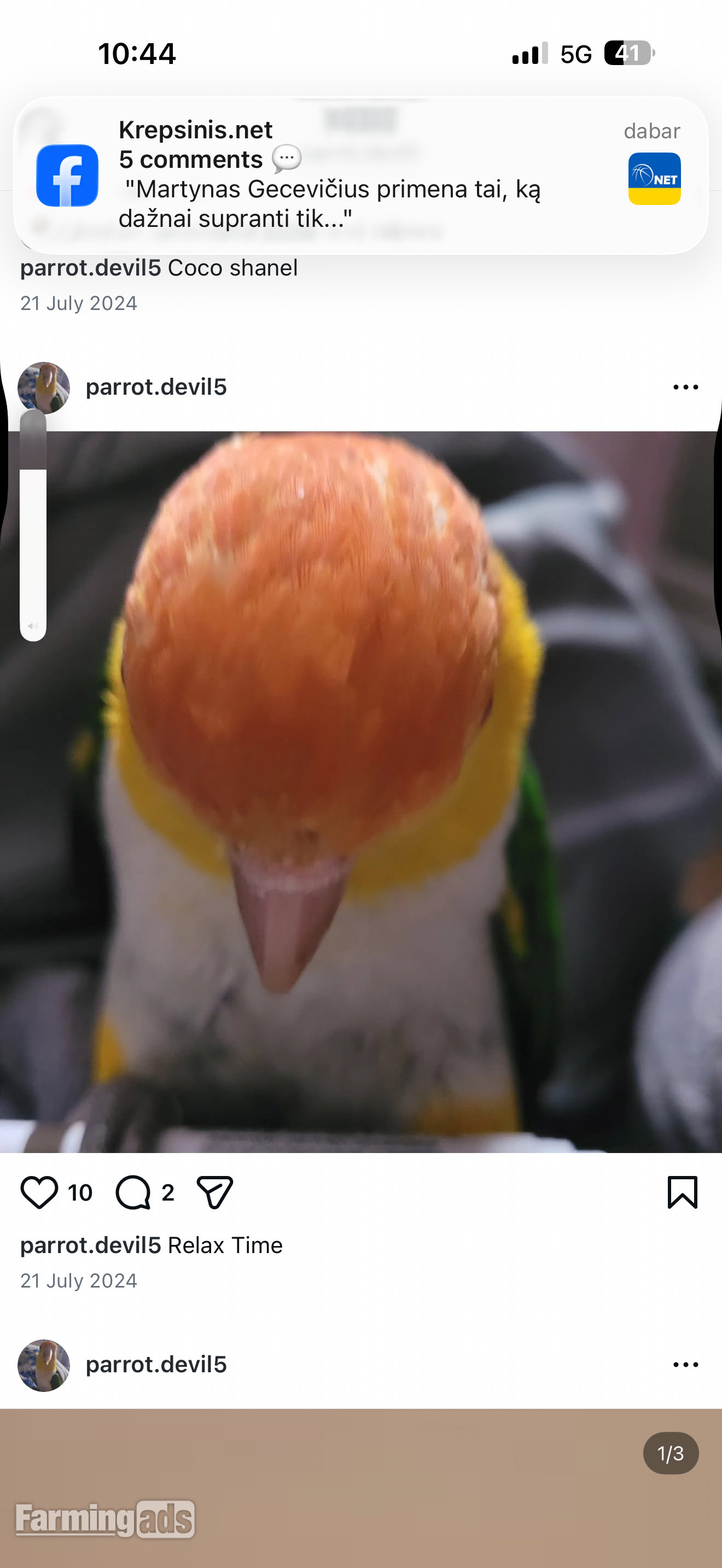  Beautiful Caique Parrot for Sale – Includes Cage